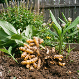 10 Turmeric Roots for Planting, Curcuma Turmeric Plant Rhizomes, Tropical Garden Plant for Outdoor or Indoor Container Growing