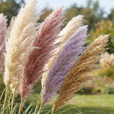 3 Mix Pampas Grass Plants Live, Hardy Ornamental Grass, Ready to Grow Pampas 4-8 Inches for Borders, Patios and Container Gardens