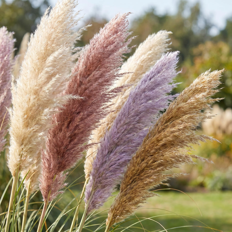 3 Mix Pampas Grass Plants Live, Hardy Ornamental Grass, Ready to Grow Pampas 4-8 Inches for Borders, Patios and Container Gardens