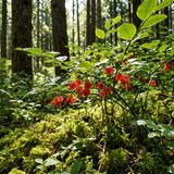 Huckleberry Bush Plant 6-12 Inches, Sweet Huckleberries Tree, Ready to Grow Indoor Outdoor, Well Rooted Potted Plant