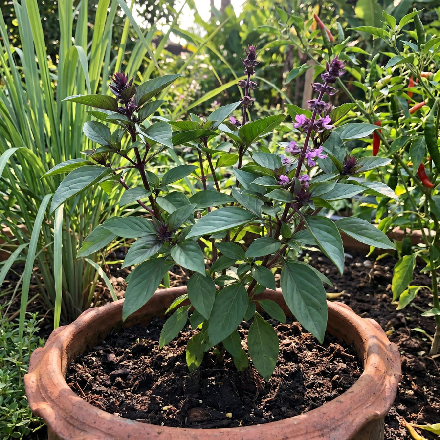 2 Live Thai Basil Plants 4 Inch Pot, High Yielding Basil Plant for Garden, Indoor or Outdoor Growing, Ready to Grow