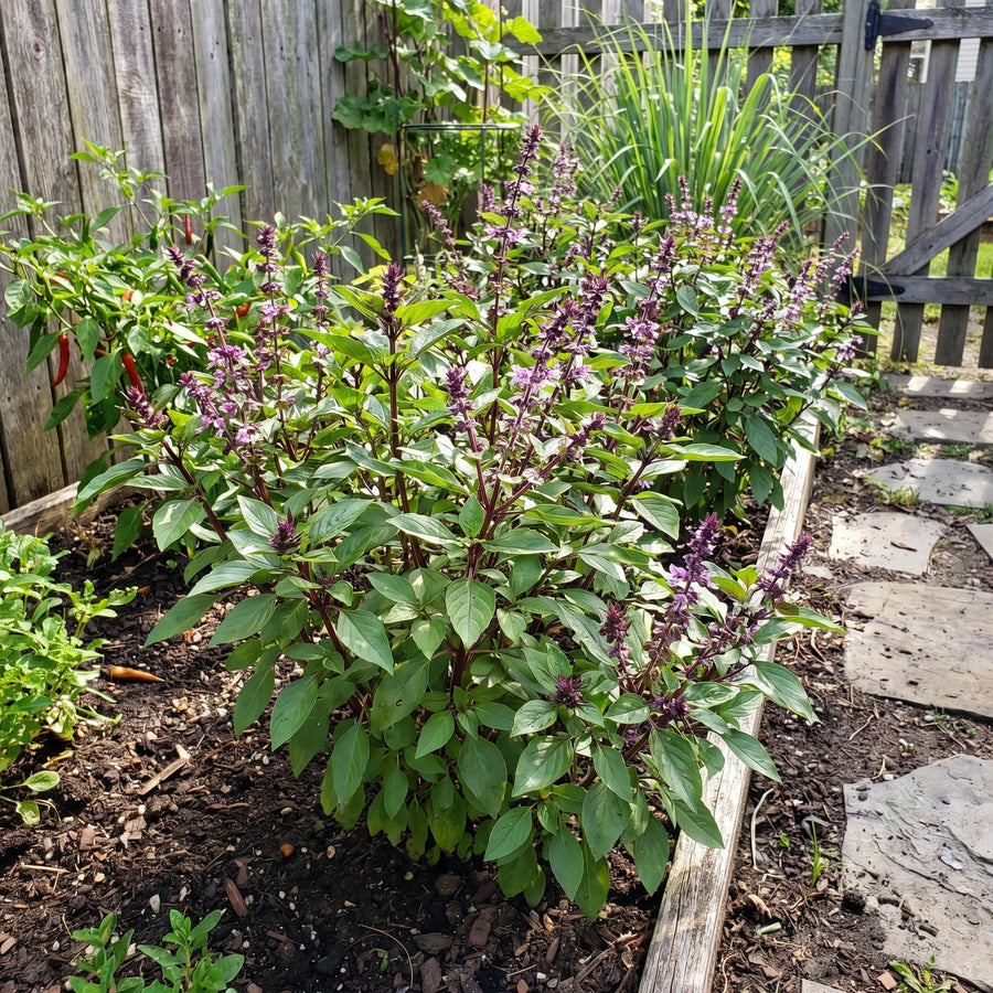 2 Live Thai Basil Plants 4 Inch Pot, High Yielding Basil Plant for Garden, Indoor or Outdoor Growing, Ready to Grow