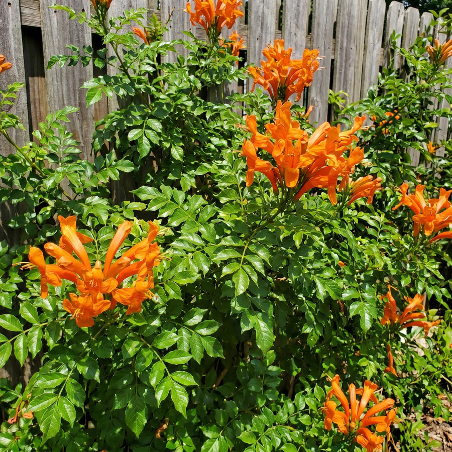 Orange Honeysuckle Plant Live 4-8 Inches, Vibrant Honeysuckle Climbing Plant in 4" Pot, Outdoor Garden Planting