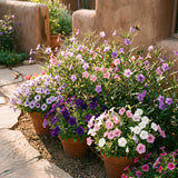 2 Mix Mexican Petunia Plants 4" Pot, Live Flowering Garden Plants for Patio, Containers and Backyard Landscaping, Hardy Outdoor Plant