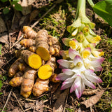 10 Turmeric Roots for Planting, Curcuma Turmeric Plant Rhizomes, Tropical Garden Plant for Outdoor or Indoor Container Growing