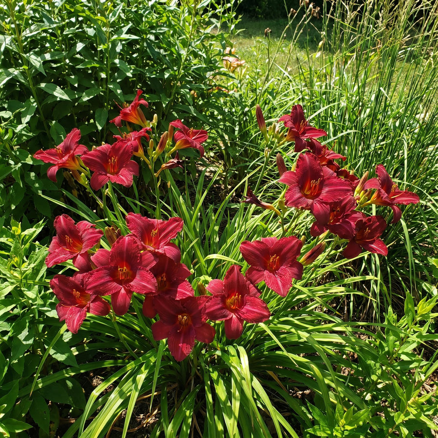 10 Red Daylily Roots, Hardy Perennial Flower for Garden Beds and Borders Planting, Easy Care, Ready to Grow