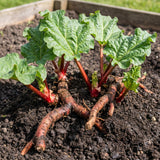 5 Rhubarb Plant Bare Roots for Planting, Large Size Perennial Rhubarb Crown Vegetables Well Rooted, Crisp Red Stalks, High Yielding