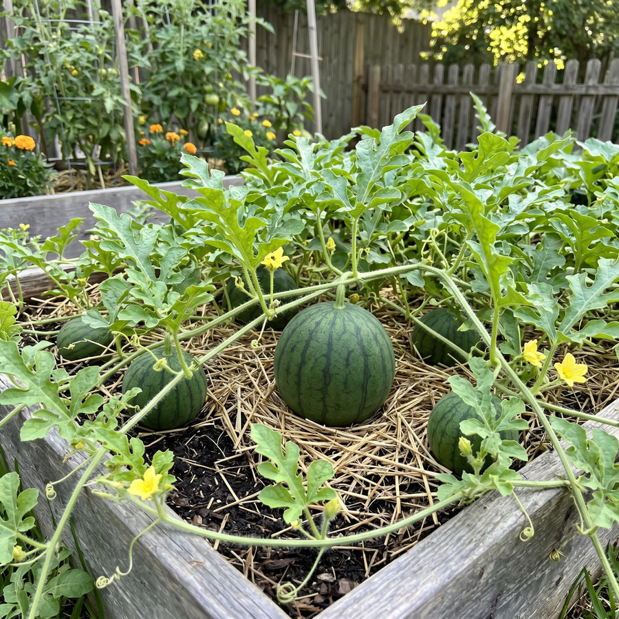 50 Sugar Watermelon Seeds for Planting, Small Sweet Watermelon Seeds, Garden Fruit Seeds for Outdoor or Container Growing