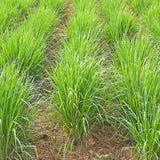 2 Lemon Grass Live Plant, Lemongrass Plants Live Well Rooted, Live Lemongrass Plant for Outside, Herbs for Planting Indoor Outdoor Garden
