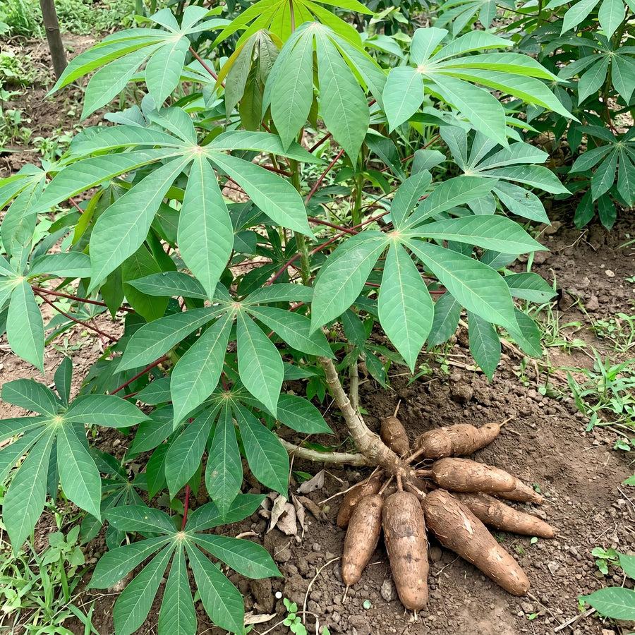 Sweet Yuca Cassava Plant Live, Cassava Plant Well Rooted 4 Inch Pot, Annual Vegetable Roots for Growing