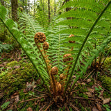 10 Ostrich Fern Rhizomes, Hardy Perennial Fern Plants for Garden, Fast-Growing Ferns Starter Roots
