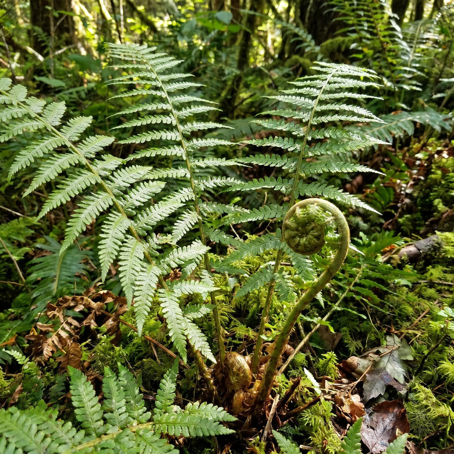 10 Lady Fern Rhizomes, Hardy Perennial Fern Plants for Garden, Fast-Growing Ferns Starter Roots