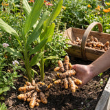 10 Turmeric Roots for Planting, Curcuma Turmeric Plant Rhizomes, Tropical Garden Plant for Outdoor or Indoor Container Growing
