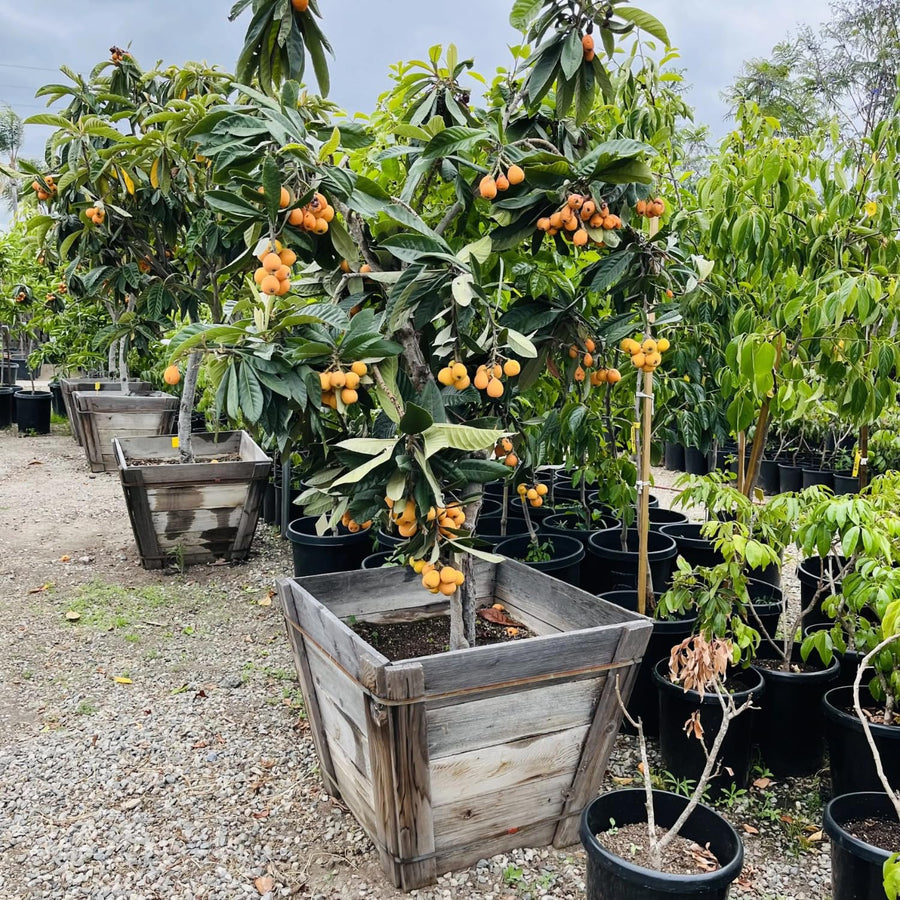 Loquat Tree Live Plant, Golden Loquat Plant Live, Cold Hardy Fruit Tropical Plant, Home Orchard Planting, 4 Inc Pot
