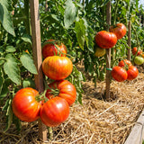 1000 Beefsteak Tomato Seeds for Planting, Large Red Tomato Vegetable Seeds, Garden Seeds for Outdoor and Container Growing, Warm Season Crop