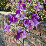 Bougainvillea Live Plant, Bougainvillea Flowering Vine Well Rooted 4-8 Inch Tall - Purple Variegated
