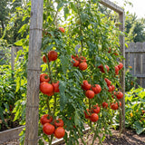 1000 Beefsteak Tomato Seeds for Planting, Large Red Tomato Vegetable Seeds, Garden Seeds for Outdoor and Container Growing, Warm Season Crop