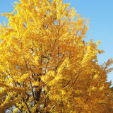Ginkgo Tree Live Plant in 4 Inch Pot, 6-8 Inches Tall for Outdoor Growing, Vibrant Fall Foliage Tree Plant