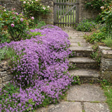 4000 Purple Creeping Thyme Seeds, Ground Cover Thyme Seeds for Planting, Low Growing Herb Seeds for Garden Paths, Rock Gardens and Landscape Borders