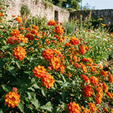 2 Lantana Plants Live, Perennial Live Flowering Lantana, Container Growing 4-9 Inch Tall - Orange