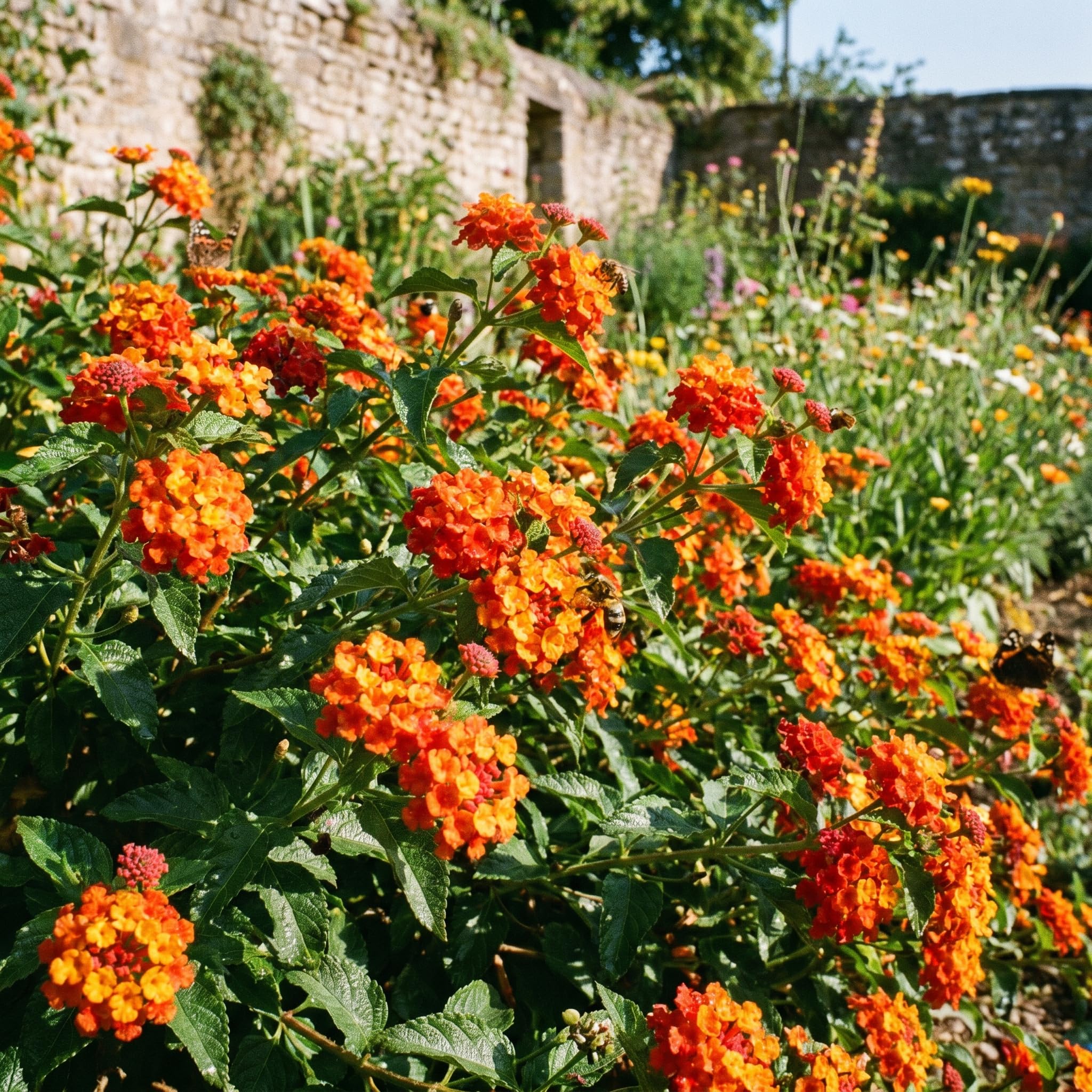 2 Lantana Plants Live, Perennial Live Flowering Lantana, Container Growing 4-9 Inch Tall - Orange
