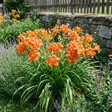 10 Double Orange Daylily Roots, Hardy Perennial Flower for Garden Beds and Borders Planting, Easy Care, Ready to Grow