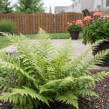 10 Lady Fern Rhizomes, Hardy Perennial Fern Plants for Garden, Fast-Growing Ferns Starter Roots