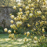 Magnolia Tree Live Plant in 2.5'' Pot, Magnolia Starter Tree, Ornamental Flowering Tree, Outdoor or Container Growing (Yellow Magnolia)