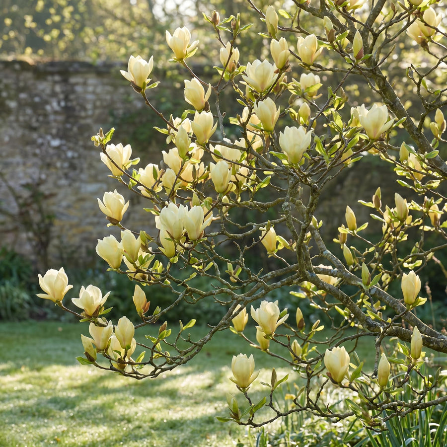 Magnolia Tree Live Plant in 2.5'' Pot, Magnolia Starter Tree, Ornamental Flowering Tree, Outdoor or Container Growing (Yellow Magnolia)
