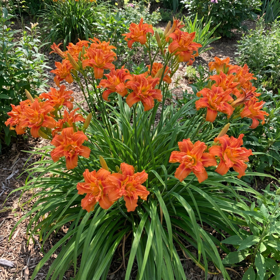 10 Double Orange Daylily Roots, Hardy Perennial Flower for Garden Beds and Borders Planting, Easy Care, Ready to Grow
