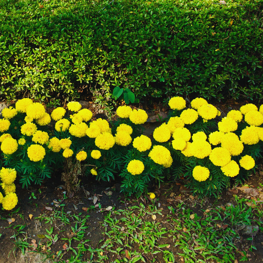 Yellow Marigold Plants Live, 3 Starter Plant, Live Marigold Flower Plants Indoor or Outdoors Growing Planting Gardening