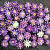 Maypop Passion Flower Live Plant, Passiflora Incarnata Vine, 4-8 Inches Tall, Well Rooted, Purple Passionflower for Outdoor Garden, Hardy Perennial Climbing Vine