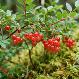 Huckleberry Bush Plant 6-12 Inches, Sweet Huckleberries Tree, Ready to Grow Indoor Outdoor, Well Rooted Potted Plant