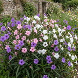 2 Assorted Mexican Petunia Live Plants 4 Inch Pot, Hardy Live Petunia Flowering Garden Plant, Perennial Ground Cover, Long Blooming Season