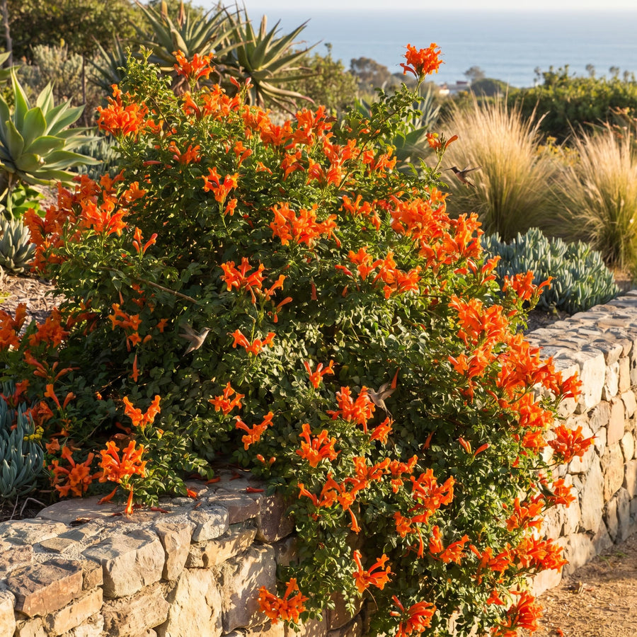 Orange Honeysuckle Plant Live 4-8 Inches, Vibrant Honeysuckle Climbing Plant in 4" Pot, Outdoor Garden Planting