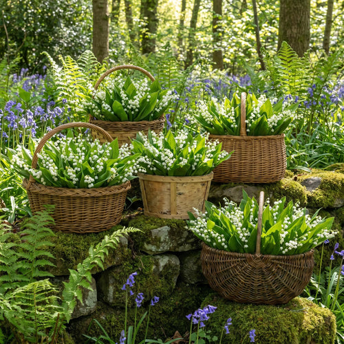 6 Lily of The Valley Roots, Fragrant May Lilies Rhizomes for Early Spring Bloom, Perennial, Cold Hardy, Outdoor Garden