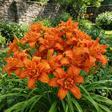10 Double Orange Daylily Roots, Hardy Perennial Flower for Garden Beds and Borders Planting, Easy Care, Ready to Grow