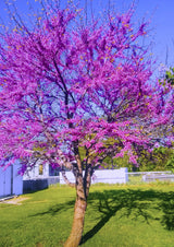 Redbud Tree Live Plant, 8-9 Months Old Red Bud Tree Outdoor, Spring Planting, Zones 4 to 9