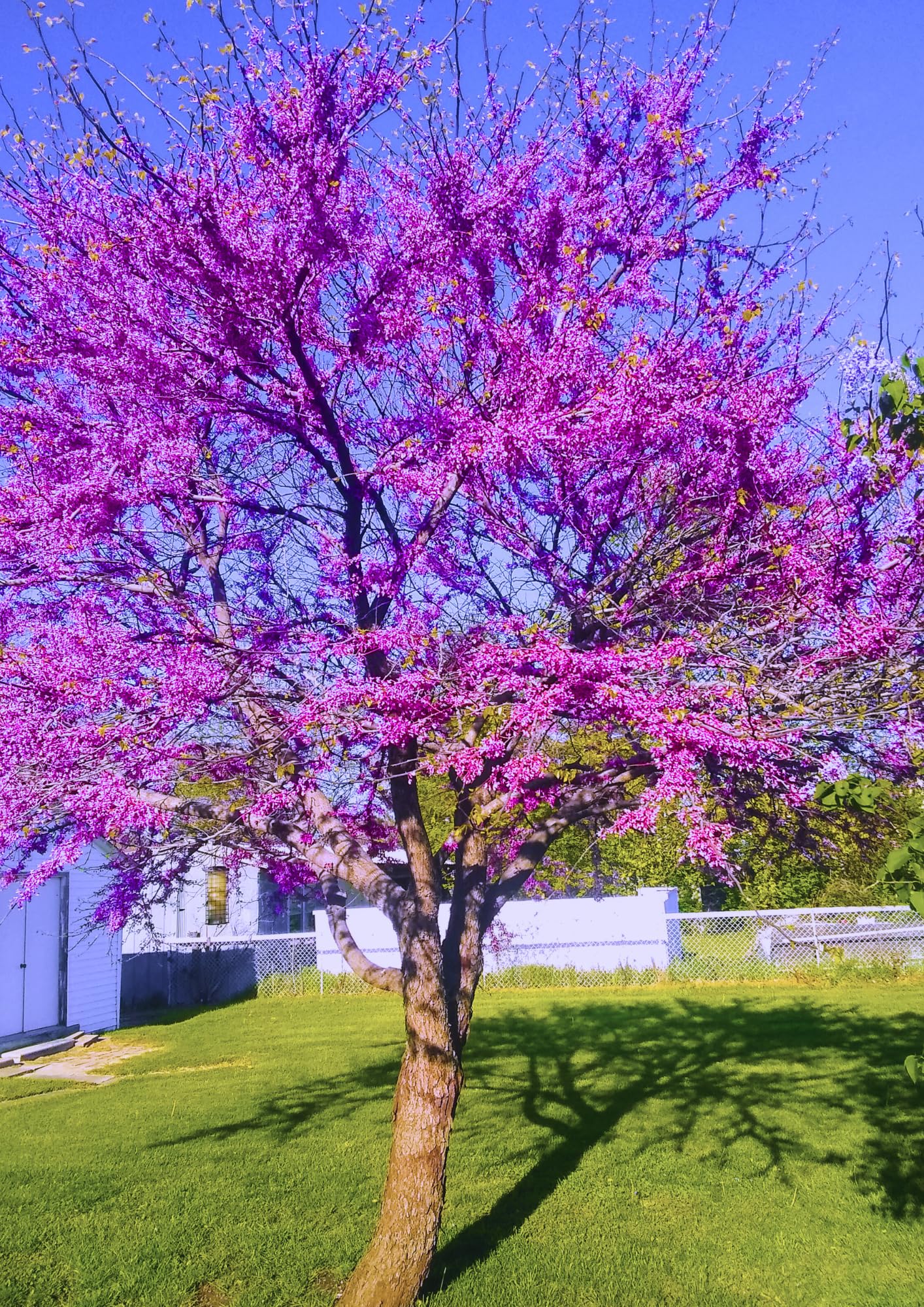 Redbud Tree Live Plant, 8-9 Months Old Red Bud Tree Outdoor, Spring Planting, Zones 4 to 9