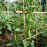 25 Winged Bean Seeds, Climbing Vegetable Vine Seeds, Tropical Garden Seeds for Trellis and Outdoor Growing