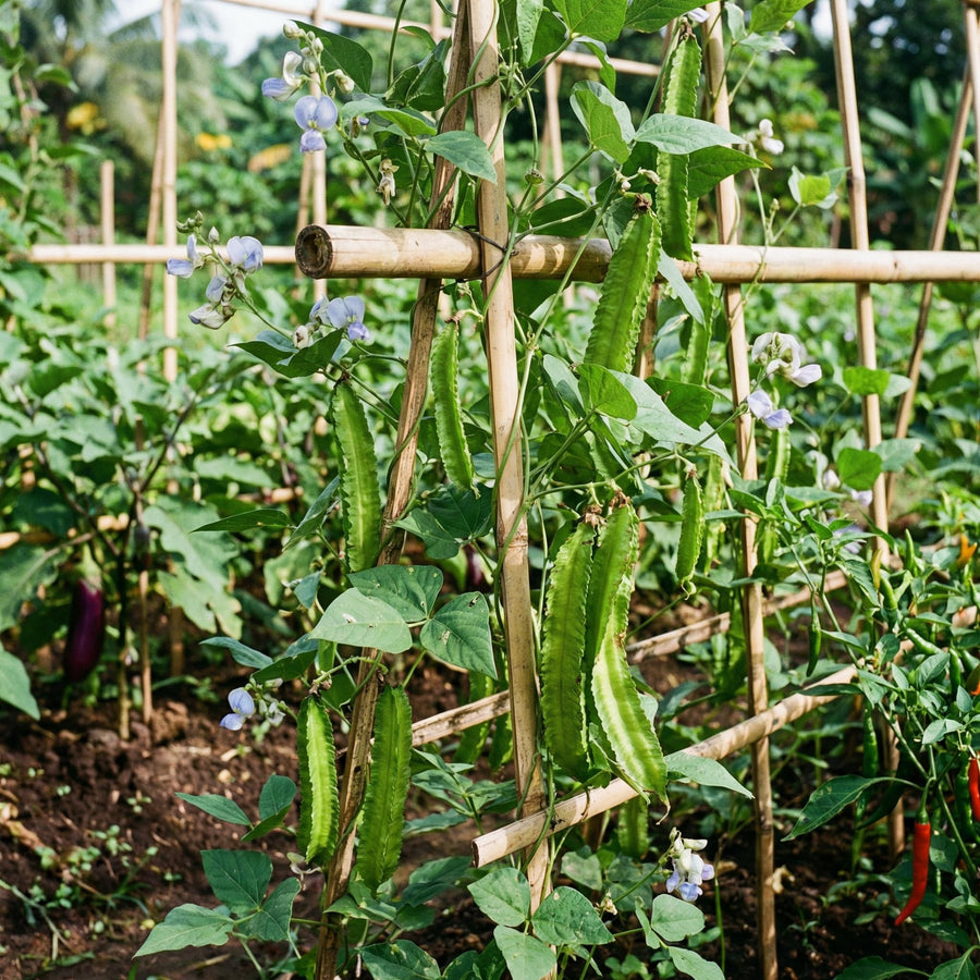 25 Winged Bean Seeds, Climbing Vegetable Vine Seeds, Tropical Garden Seeds for Trellis and Outdoor Growing