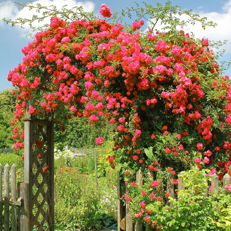 Red Don Juan Climbing Rose Live Plant, Fragrant Climber Rose for Garden, Hybrid Tea Roses Bushes, Establish Root, Cut Back