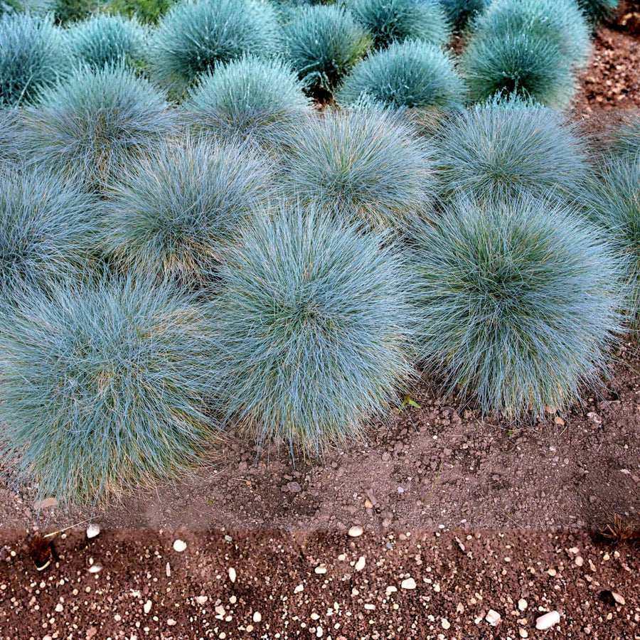2 Blue Fescue Grass Plants Live in 4'' Pot, Hardy, Ornamental Grass for Outdoor Garden, Well Rooted Starter Grasses Clumps 4-7 Inches