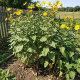 1 lb Jerusalem Artichoke Roots for Planting, Sunchoke Tubers, Vegetable Roots for Garden Growing
