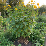 2 Lbs Jerusalem Artichoke Tubers for Planting, Sunchoke Root Vegetable, High Yield Vegetable Plants for Outdoor Growing