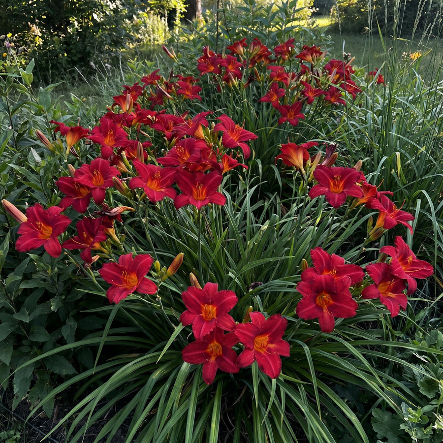 10 Red Daylily Roots, Hardy Perennial Flower for Garden Beds and Borders Planting, Easy Care, Ready to Grow