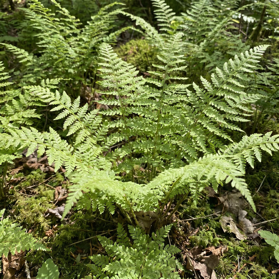 10 Hay Scented Fern Rhizomes, Hardy Perennial Fern Plants for Garden, Fast-Growing Ferns Starter Roots