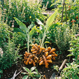 15 Yellow Turmeric Roots for Planting, Curcuma Turmeric Rhizomes, Herb Plants for Garden or Container Growing