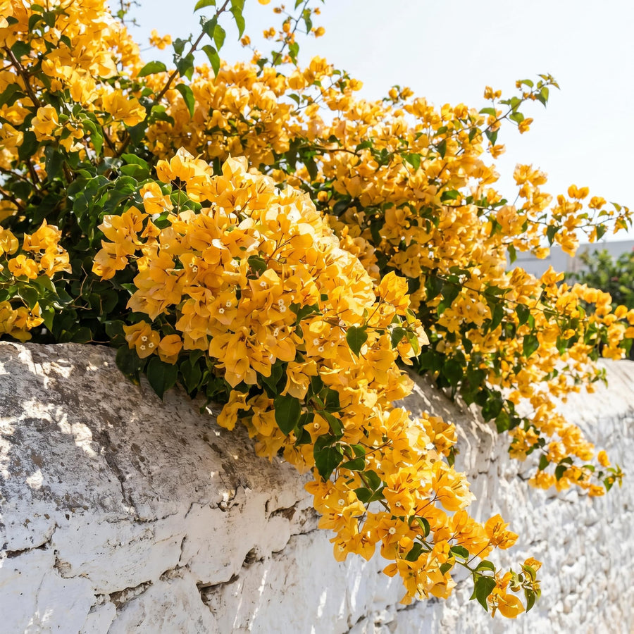 Bougainvillea Live Plant, Bougainvillea Flowering Vine Well Rooted 4-8 Inch Tall - Gold