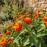 2 Lantana Plants Live, Perennial Live Flowering Lantana, Container Growing 4-9 Inch Tall - Orange